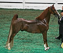 Equus ferus caballus, American Saddlebred