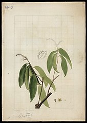 (Croton)