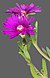 (MHNT) Delosperma cooperi - Flower and leaves.jpg