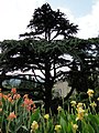 Никитский ботанический сад - panoramio (3).jpg