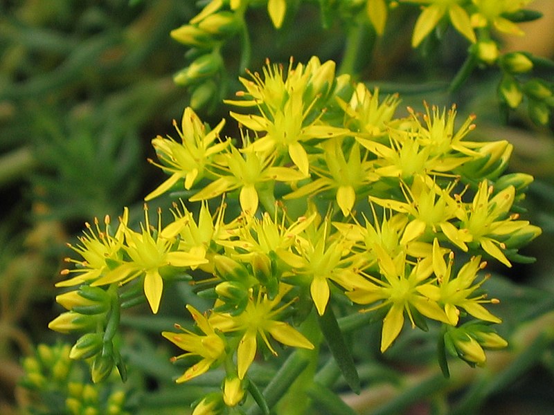 File:松葉景天 Sedum mexicanum -香港嘉道理農場 Kadoorie Farm, Hong Kong- (9216079992).jpg