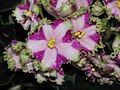 非洲紫羅蘭 Saintpaulia Lyon's Crown Jewel -香港沙田紫羅蘭展 Shatin African Violet Show, Hong Kong- (9252479349).jpg