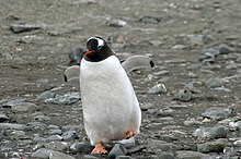00 1986 Eselspinguin - Aitcho Islands.jpg