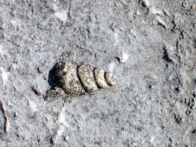 File:064-BFossiliPizziParlasco 007.jpg