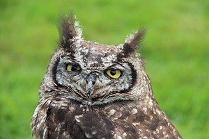 Great Horned Owl