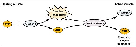 A simplified diagram showing the role of creatine phosphate in transporting energy for muscle contraction