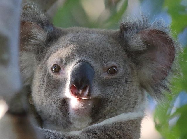 One of Redland City's koalas