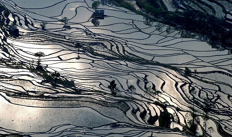 File:2007 12 02 yuanyang rice terraces sunset.jpg