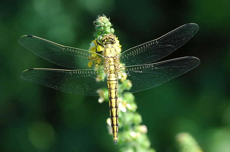 File:2010-07-09 (30) libelle.JPG