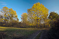 zwischen Apfelsee und Parsteinsee