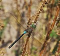 Kleine Königslibelle - Anax parthenope, Männchen