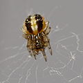 Spiderling, body size 1 mm