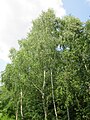 Betula pendula (Hänge-Birke)