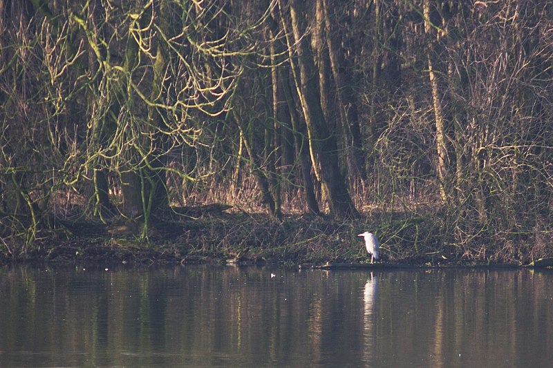 File:20140302 020 Kessel Weerdbeemden Blauwe reiger (12886353145).jpg