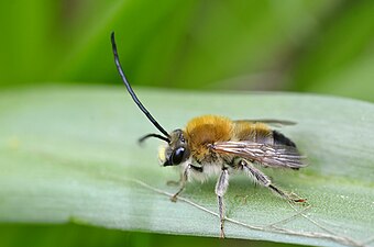 Eucera nigrescens male