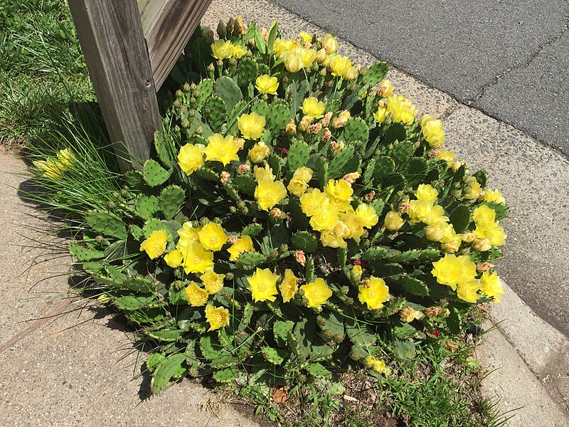 File:2017-05-29 14 25 13 Eastern Prickly Pear cactus blooming along Ladybank Lane in the Chantilly Highlands section of Oak Hill, Fairfax County, Virginia.jpg