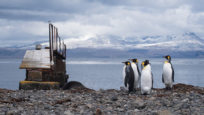 File:2020-11 Kerguelen Islands - King Penguin 04.jpg