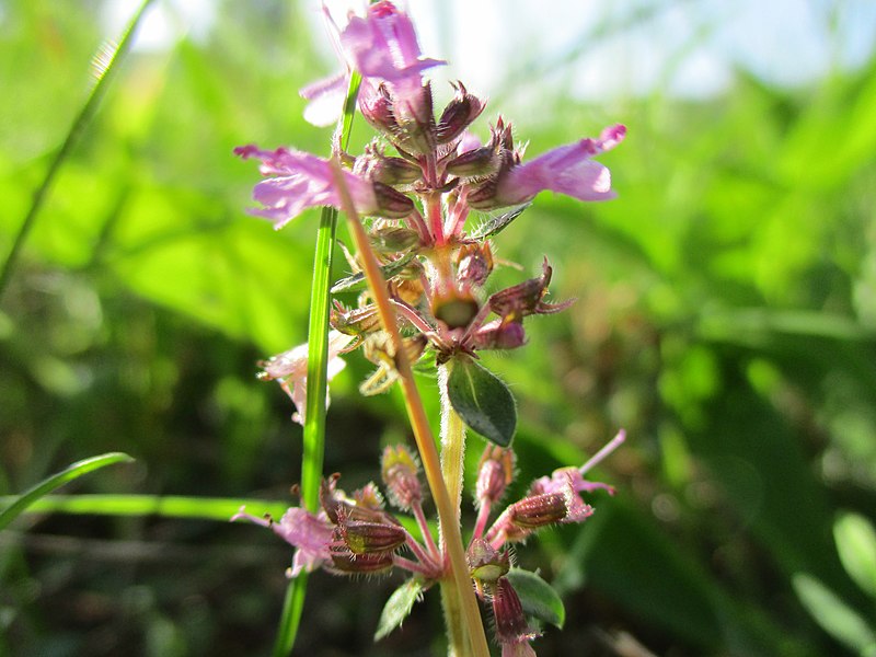 File:20200930Thymus pulegioides2.jpg