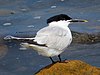 2021-07-10 Thalasseus sandvicensis, St Marys Island, Northumberland 06.jpg
