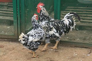 Pita Pinta Asturiana Breed of chicken