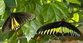 right: Troides brookiana (with green colour), left: Troides helena (with yellow colour)