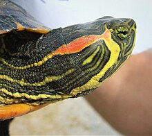 Pond slider - Wikipedia