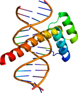 Ultrabithorax protein-coding gene found in Drosophila melanogaster