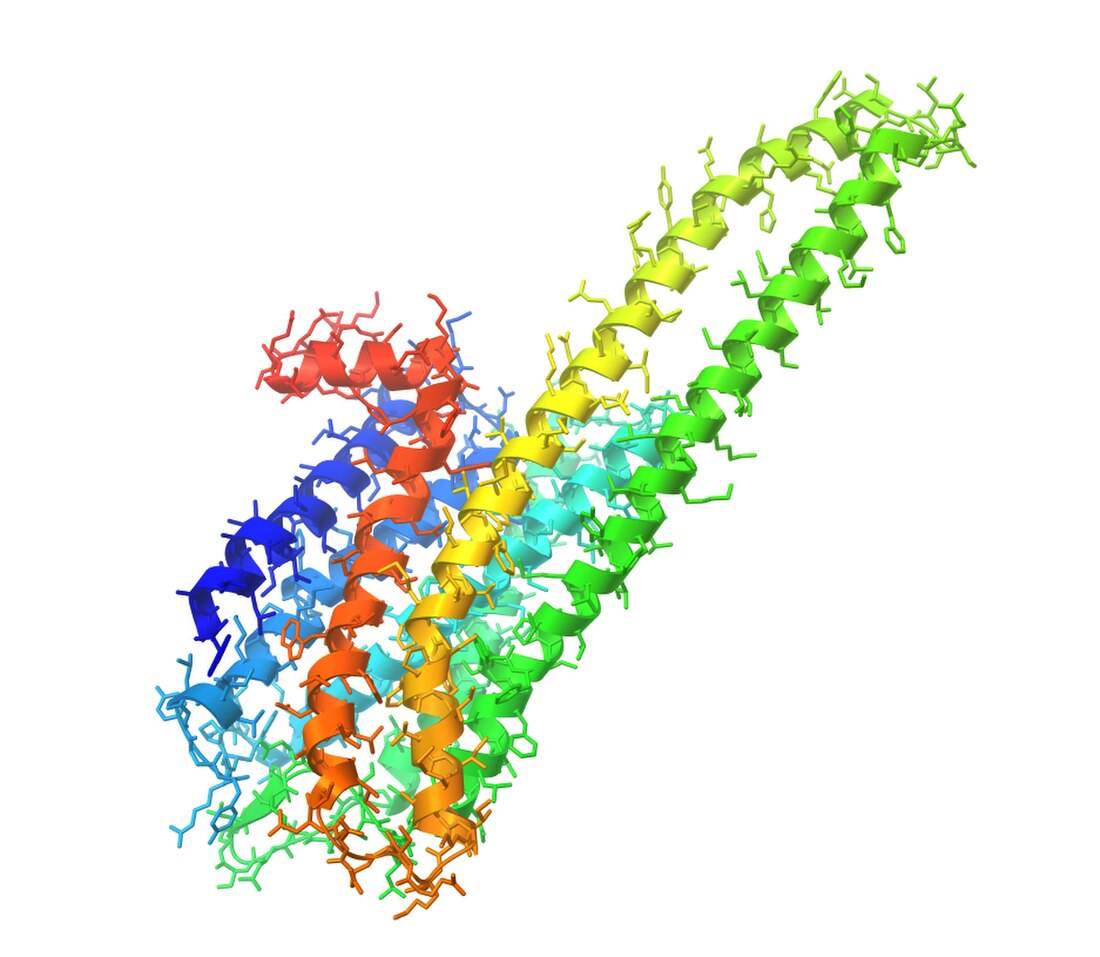 5-HT2A receptor