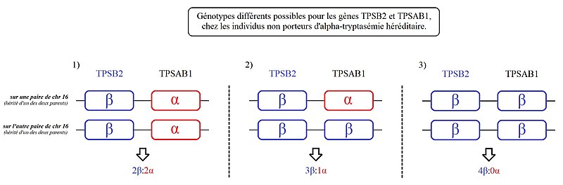 File:6 TPSAB1 et 2 non porteurs d'alpha tryptasémie héréditaire V2.2.jpg