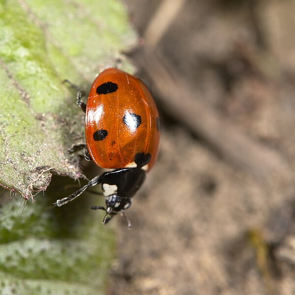 File:7-spot Ladybird (51115584567).jpg