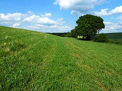 Field margins in Upper Swabia