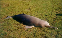 Dead dolphin lying on grass