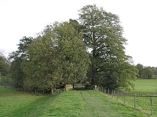 Scotney Castle SSSI