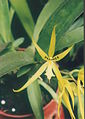 A and B Larsen orchids - Brassada Mivada Rafa 807-24.jpg