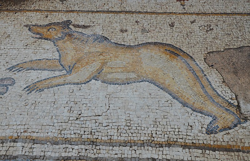 File:A bear, detail from the 6th century AD Bird Mosaic that adorned the atrium of a large palace complex outside the city wall of Byzantine Caesarea, Caesarea Maritima, Israel (15184705834).jpg