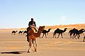 A caravan crossing Ad Dahna desert