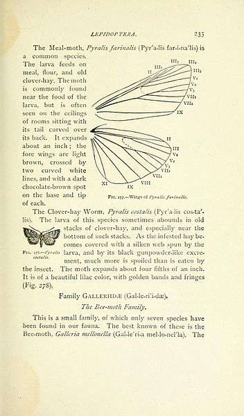 File:A manual for the study of insects (Page 233) BHL18343259.jpg