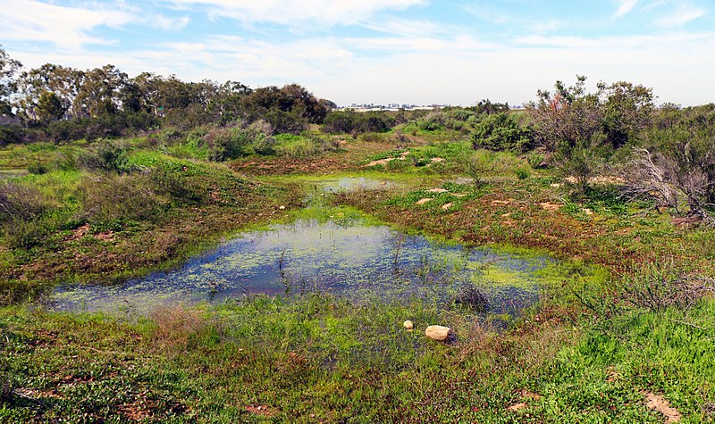 File:A network of vernal pools flow between mima mounds (32515945633).jpg