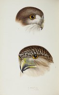 A synopsis of the birds of Australia, and the adjacent Islands BHL45925303.jpg