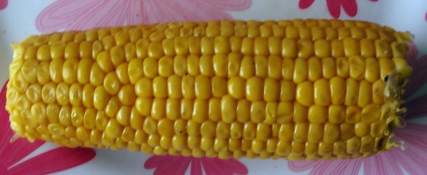 Ear of maize with irregular rows of kernels