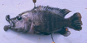 Abactochromis labrosus, adult male (11.5 cm standard length).  The soft, fleshy lips of the living animal lie on the head.  They have been pulled forward here to show their length.