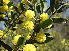 Acacia rostriformis.jpg