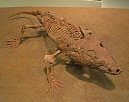 Скелет Acheloma cumminsi