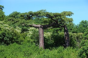 Beskrivelse av bildet Adansonia suarezensis.jpg.