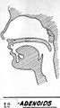 Adenoids (PSF).jpg