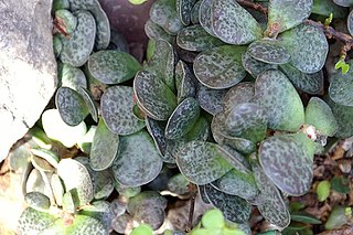 <i>Adromischus maculatus</i> Species of succulent