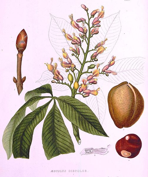 File:Aesculus discolor Asa Gray.jpg