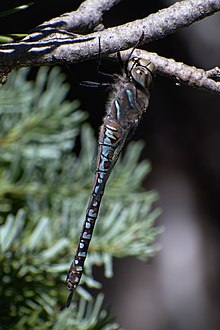 Aeshna interrupta female.jpg