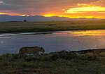 Miniatura per Parc Nacional d'Amboseli