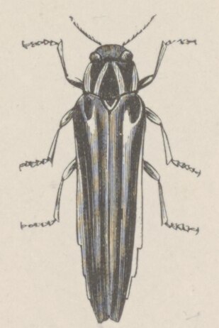 File:Agrilus xantholomus - Print - Iconographia Zoologica - Special Collections University of Amsterdam - UBAINV0274 023 10 0013 (cropped).tif